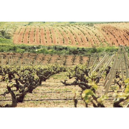 PAPAGIANNAKOS, Savatiano Old Vines, 2023 / 2024, 750 ml SGR - imagine 3